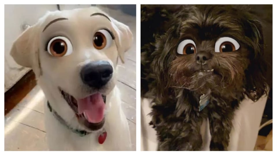 Psi jak od Disneyho